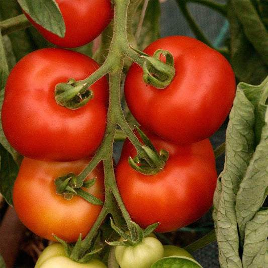 Graines de tomate Matina