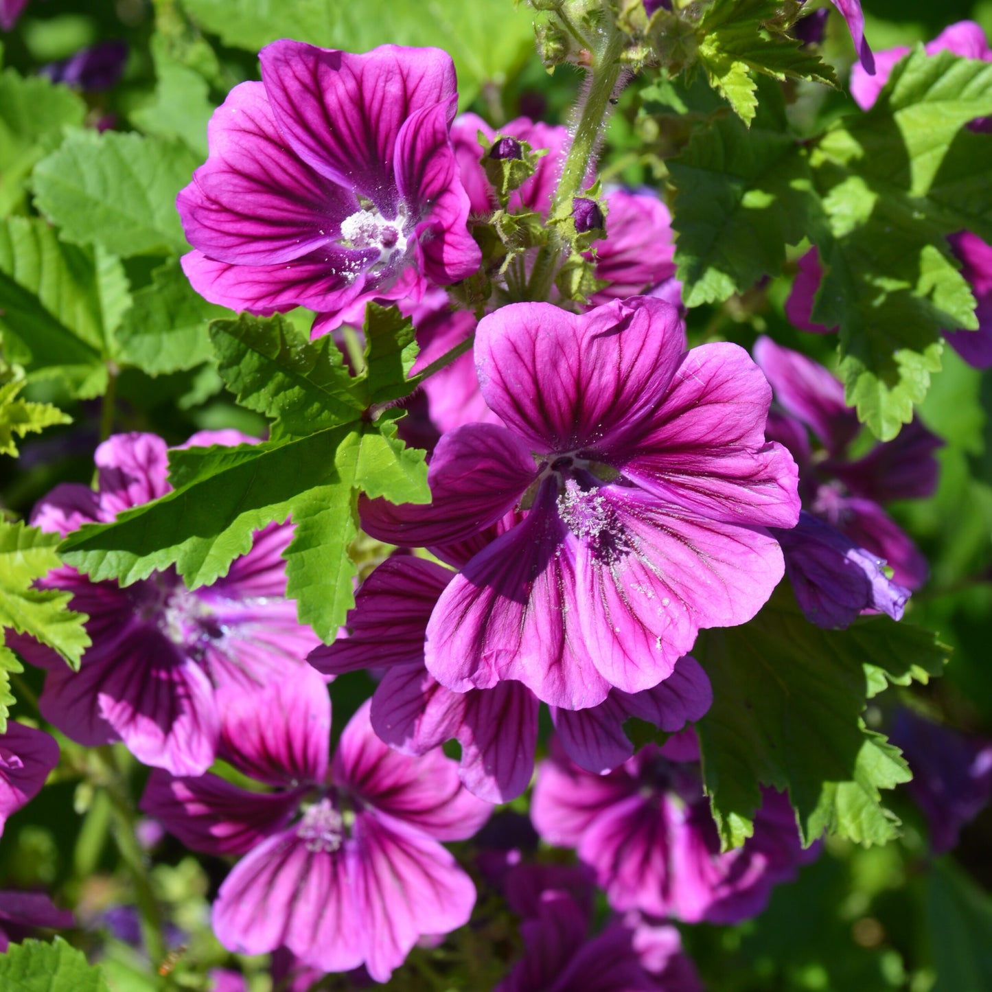 Graines de Mauve de Mauritanie