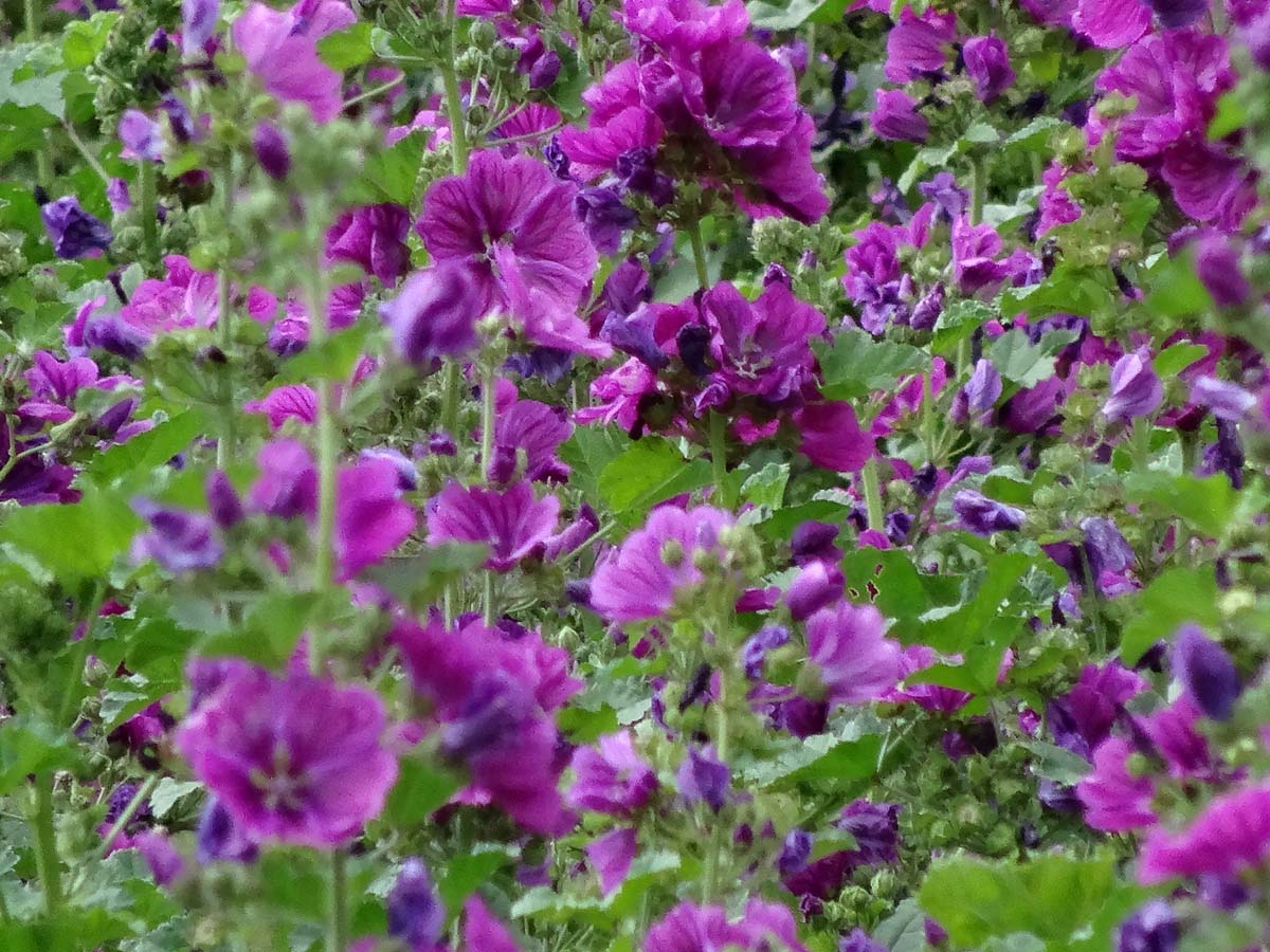 Graines de Mauve de Mauritanie