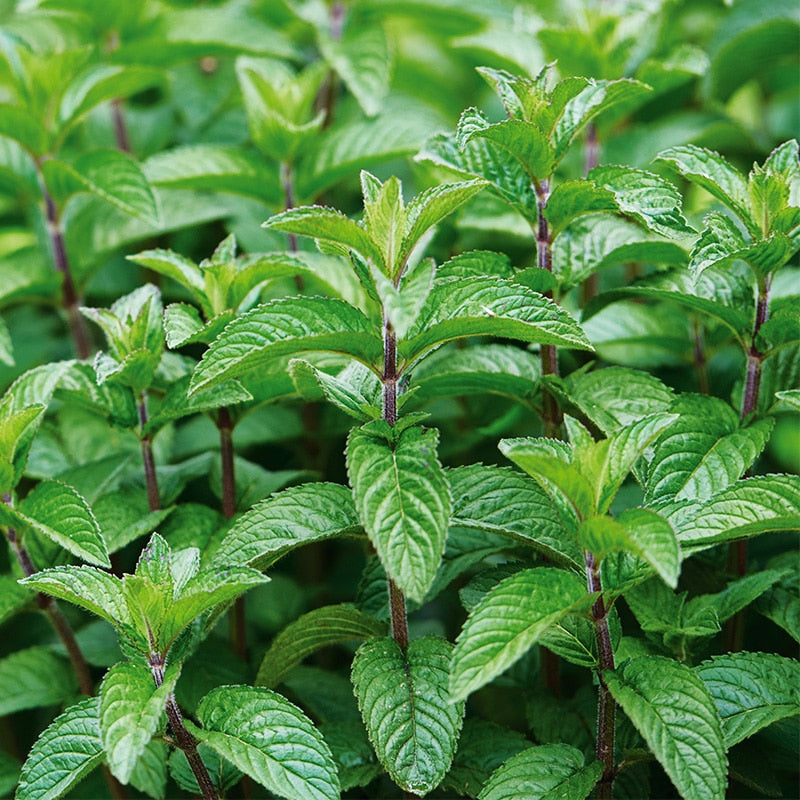 Plant de Menthe Poivrée