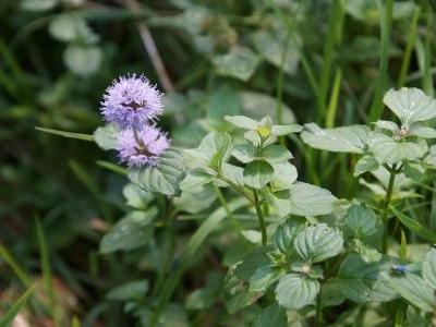 Plant de Menthe Aquatique (Glaciale)