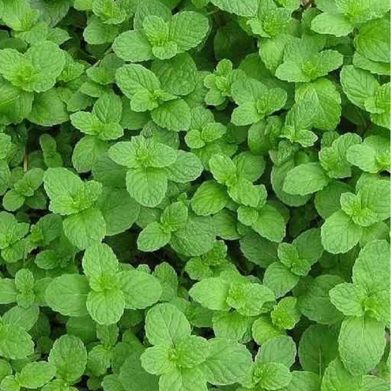 Plant de Menthe Fraise