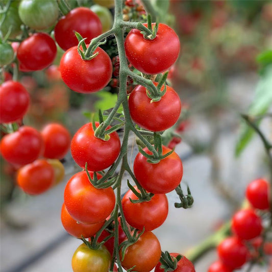 Graines de tomate cocktail Miel de Mexique