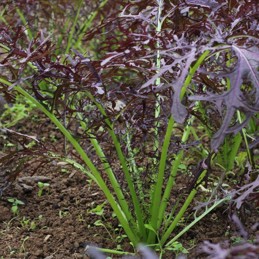 Graines de Moutarde Violette (NOUVEAUTÉ 2025)