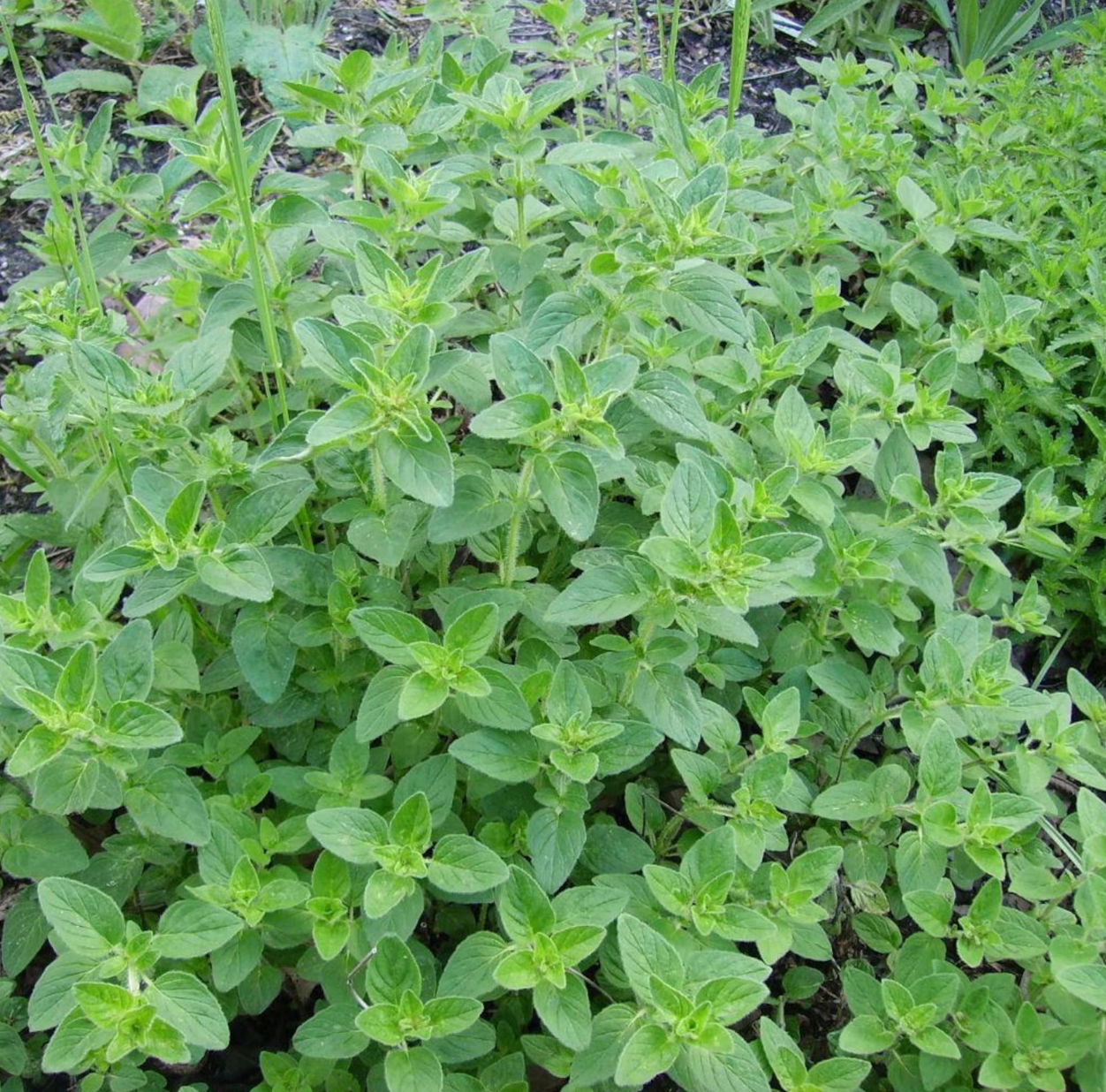 Plant Origan d'Héraclée