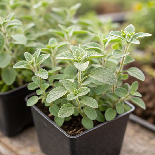 Plant Origan d'Héraclée