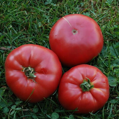 Graines de tomate Prudens