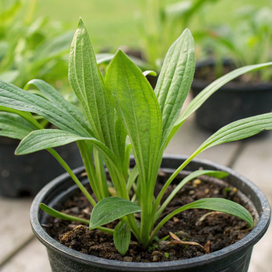 Graines de Plantain (NOUVEAUTÉ 2025)