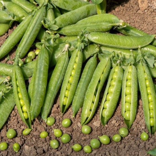 Graines de petits pois Merveille de Kelvedon