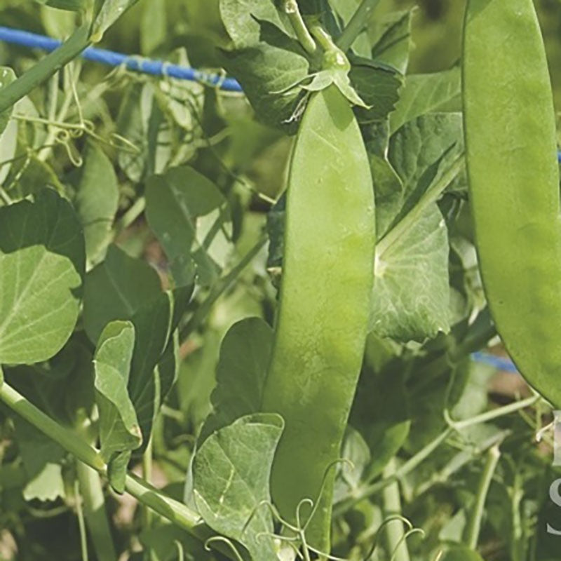 Graines de petits pois "mange-tout" Ambrosia