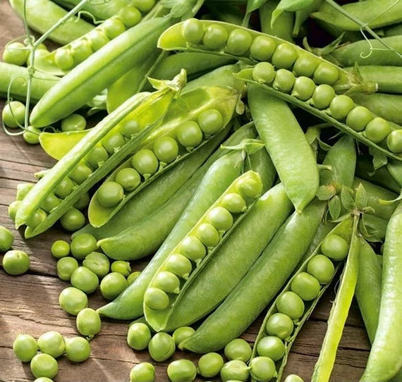 Graines de petits pois "mange-tout" Ambrosia