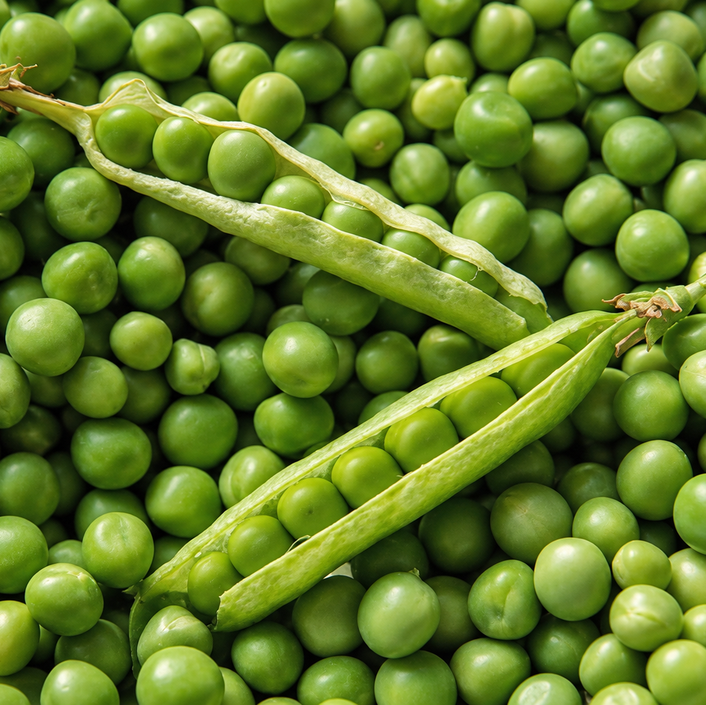 Graines de petits pois Rondo (NOUVEAUTÉ)