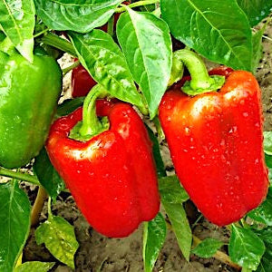 Graines de poivron California Wonder (NOUVEAUTÉ 2026)