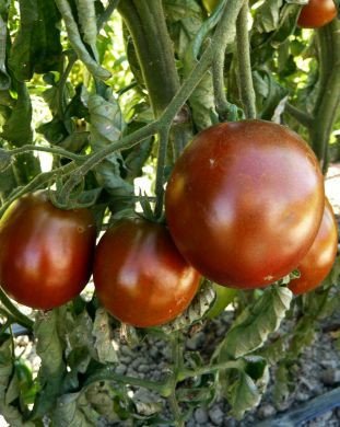 Graines de tomate Prince Noir