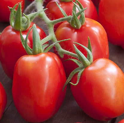 Graines de tomate Roma (NOUVEAUTÉ 2025)