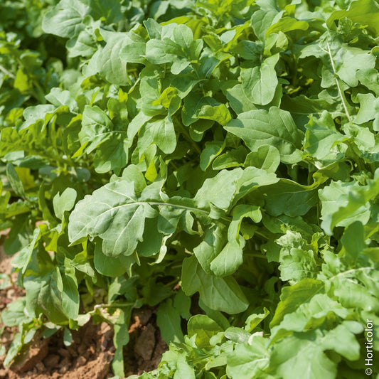 Graines de Roquette cultivée