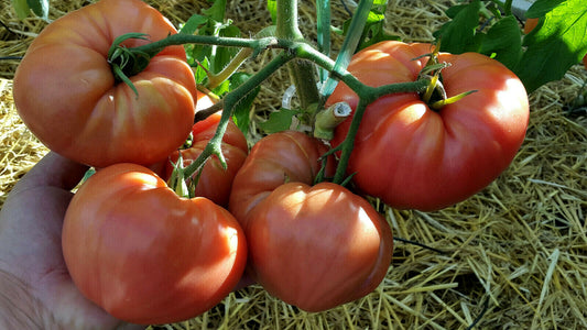 Graines de tomate Rosa de Barbastro