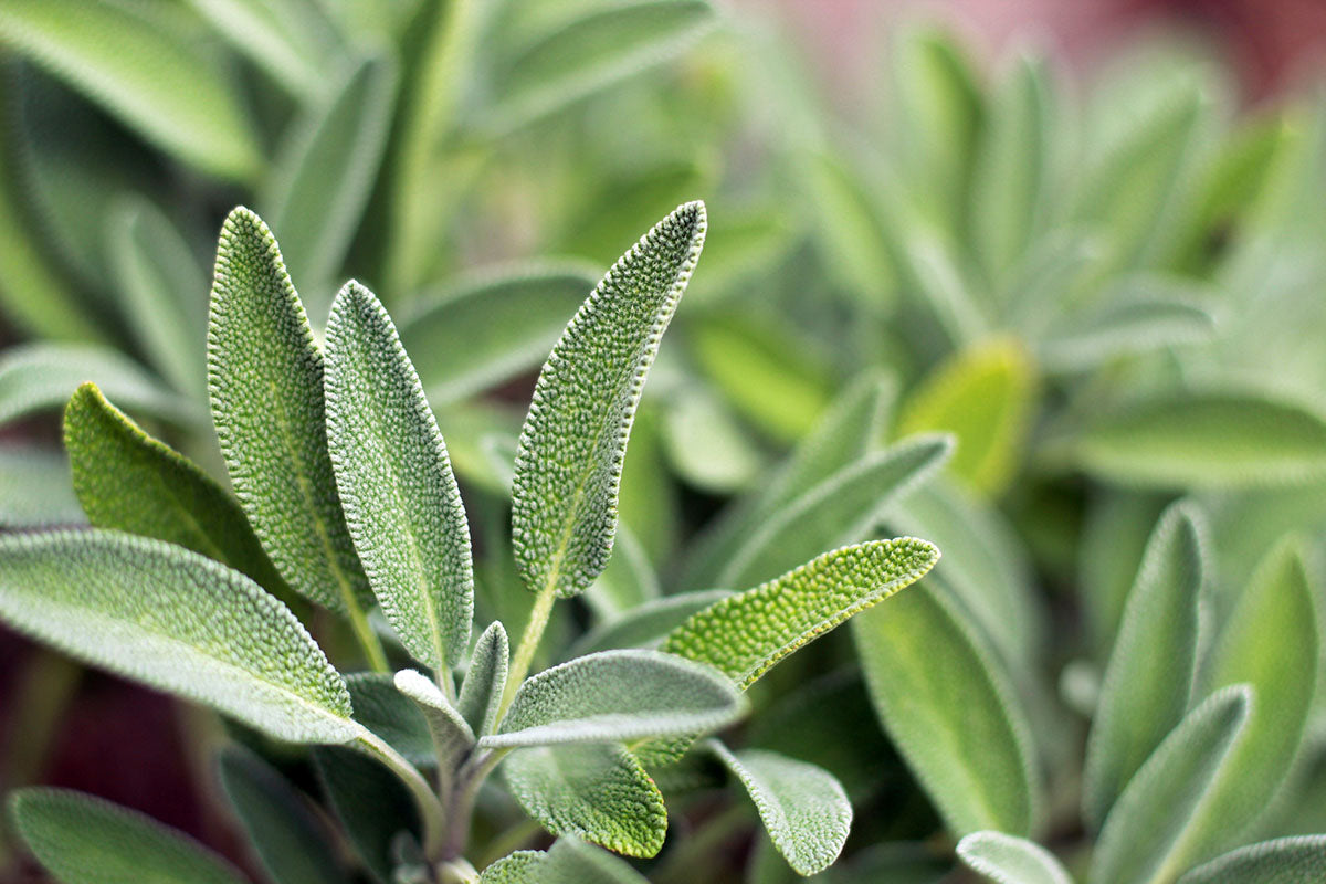 Plant de Sauge Officinale