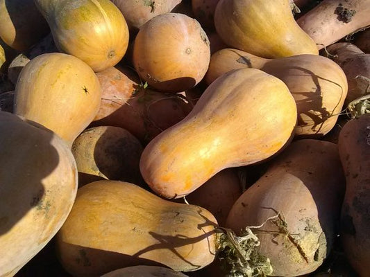 Graines de courge Sucrine du Berry