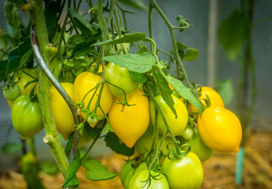 Graines de tomate Téton de Venus