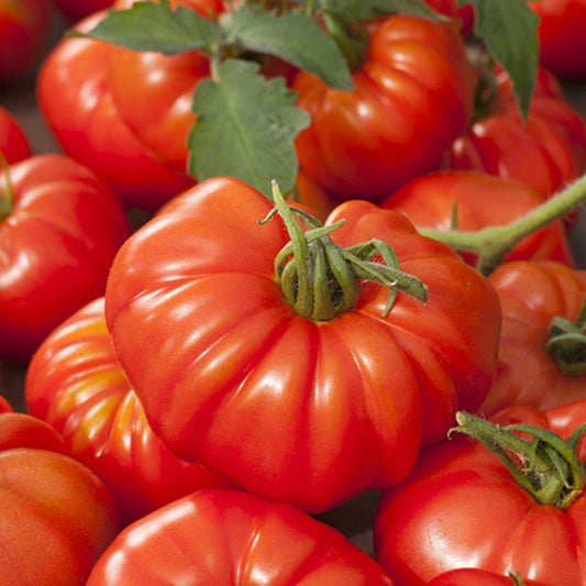Graines de tomate Marmande Rouge (NOUVEAUTÉ 2025)