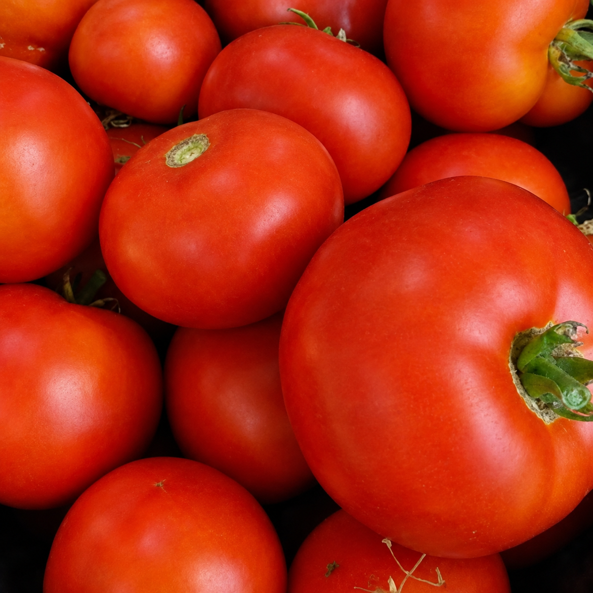 Graines de tomate Merveille des Marchés (NOUVEAUTÉ)