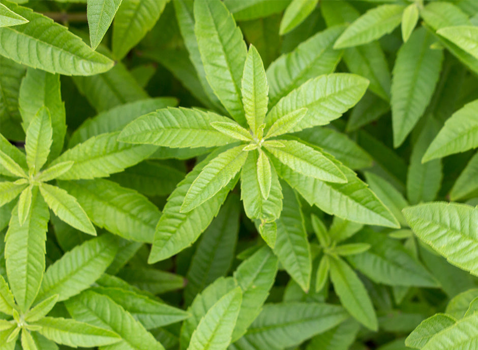 Plant de Verveine Citronnée