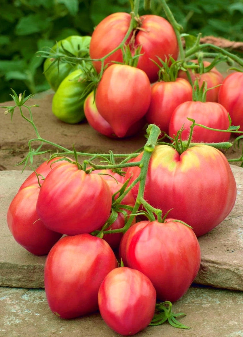 Graines de tomate Coeur de Boeuf Oxheart