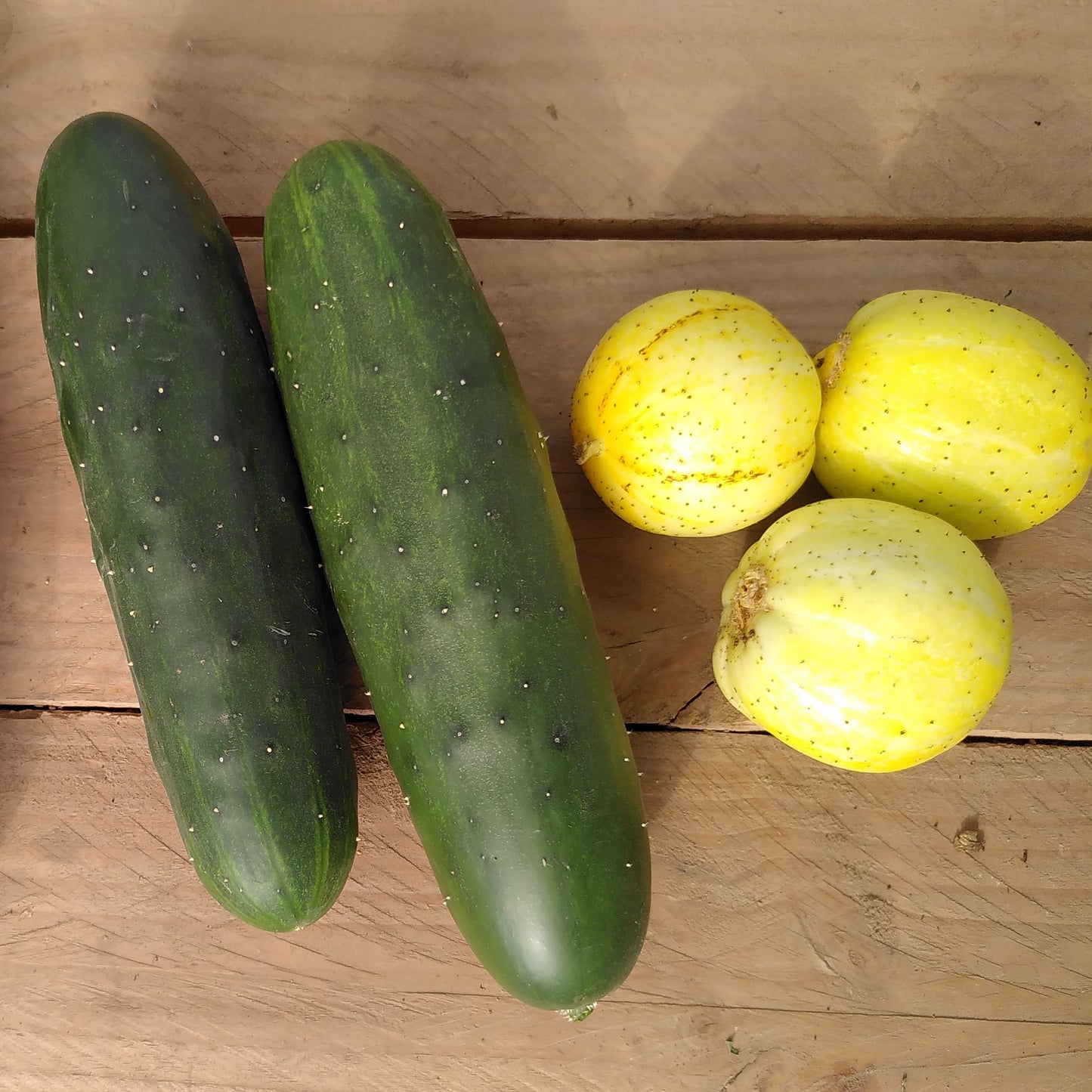 3 Plants : Concombres