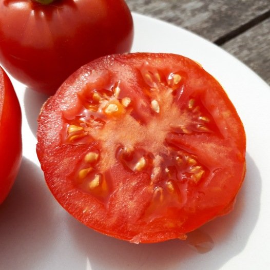 Graines de tomate Gloire de Maline