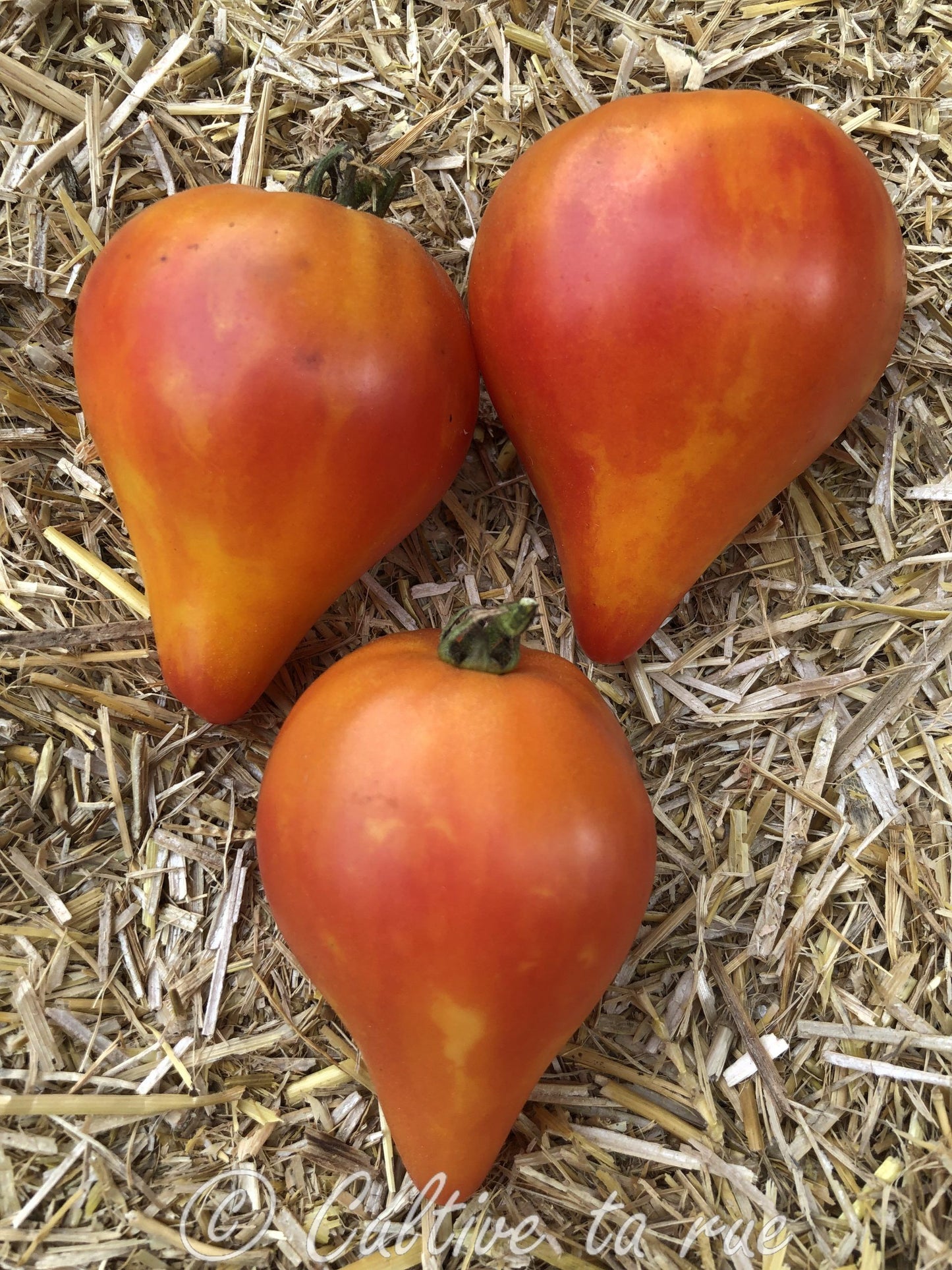 Graines de tomate Isoler Bicolor