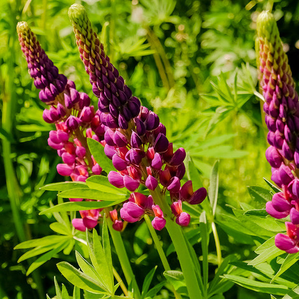 Graines de Lupin (NOUVEAUTÉ 2026)