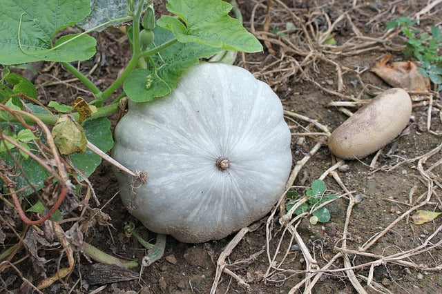 Graines de courge Bleue de Hongrie