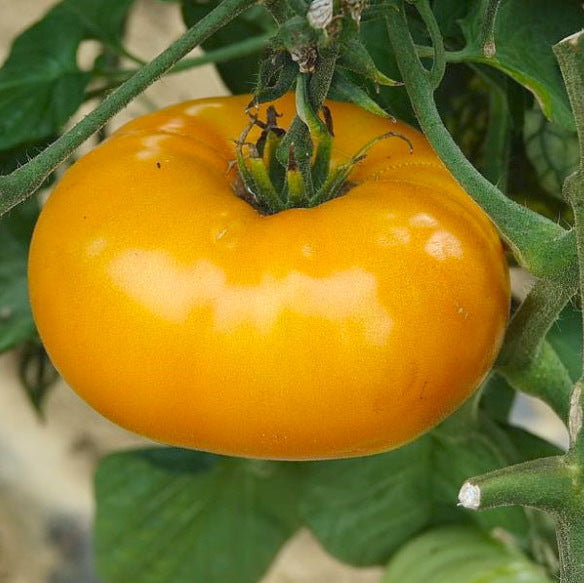 Graines de tomate Saint Vincent (NOUVEAUTÉ)