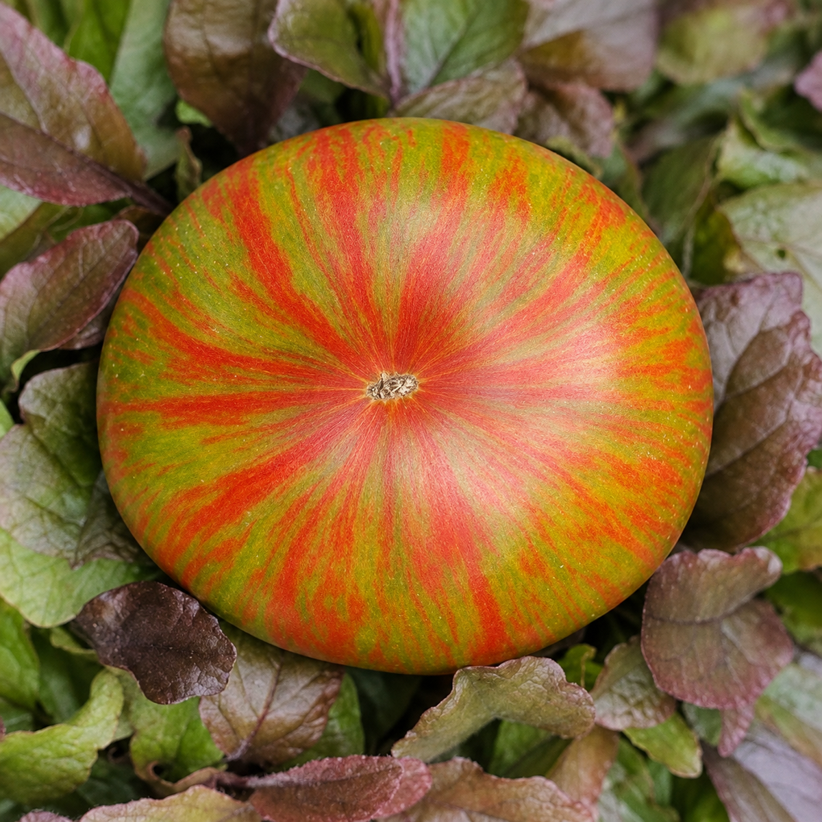 Graines de tomate Sumer of Love (NOUVEAUTÉ)