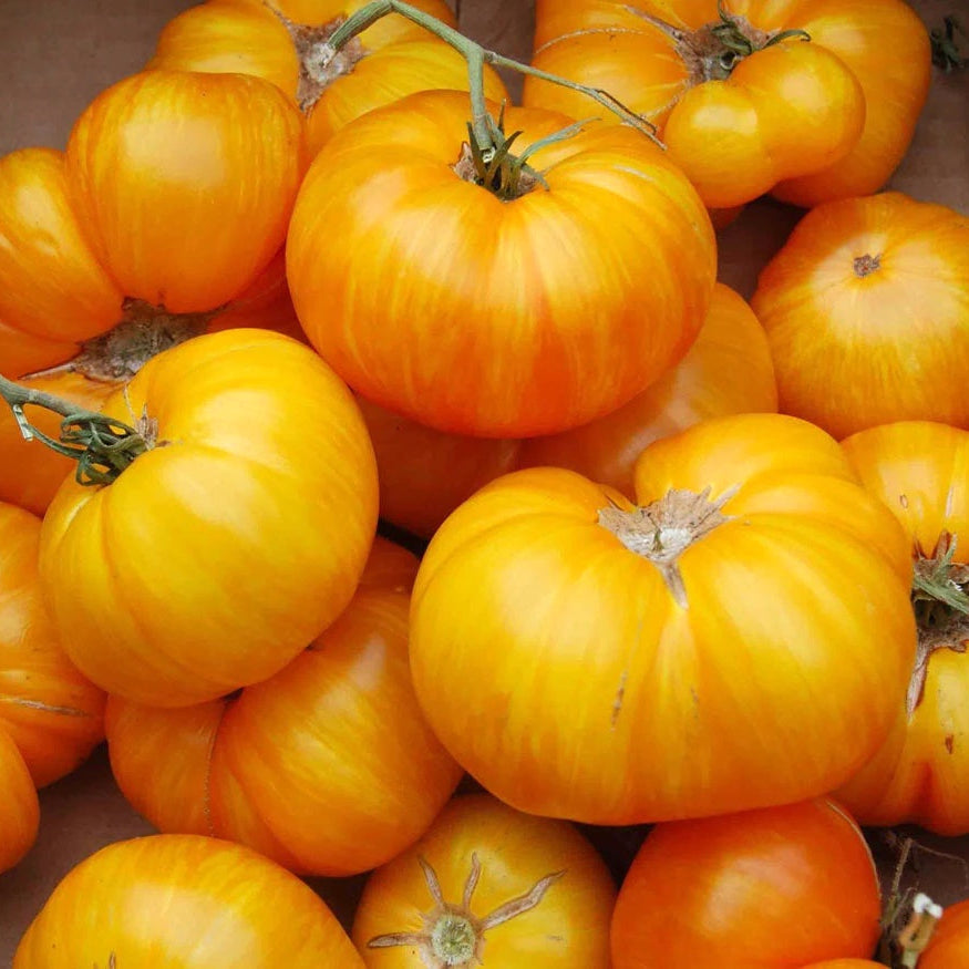 Graines de tomate Big Yellow Zebra (NOUVEAUTÉ)