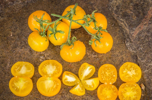 Graines de tomate Wendy